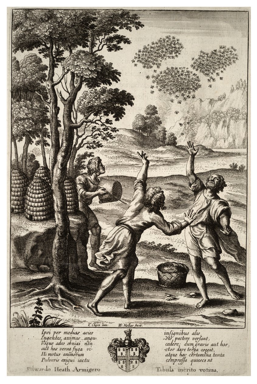 Rój pszczół. Stan 1 autorstwa Wenceslaus Hollar