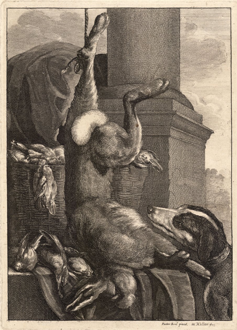 Martwy zając. Stan 3 autorstwa Wenceslaus Hollar