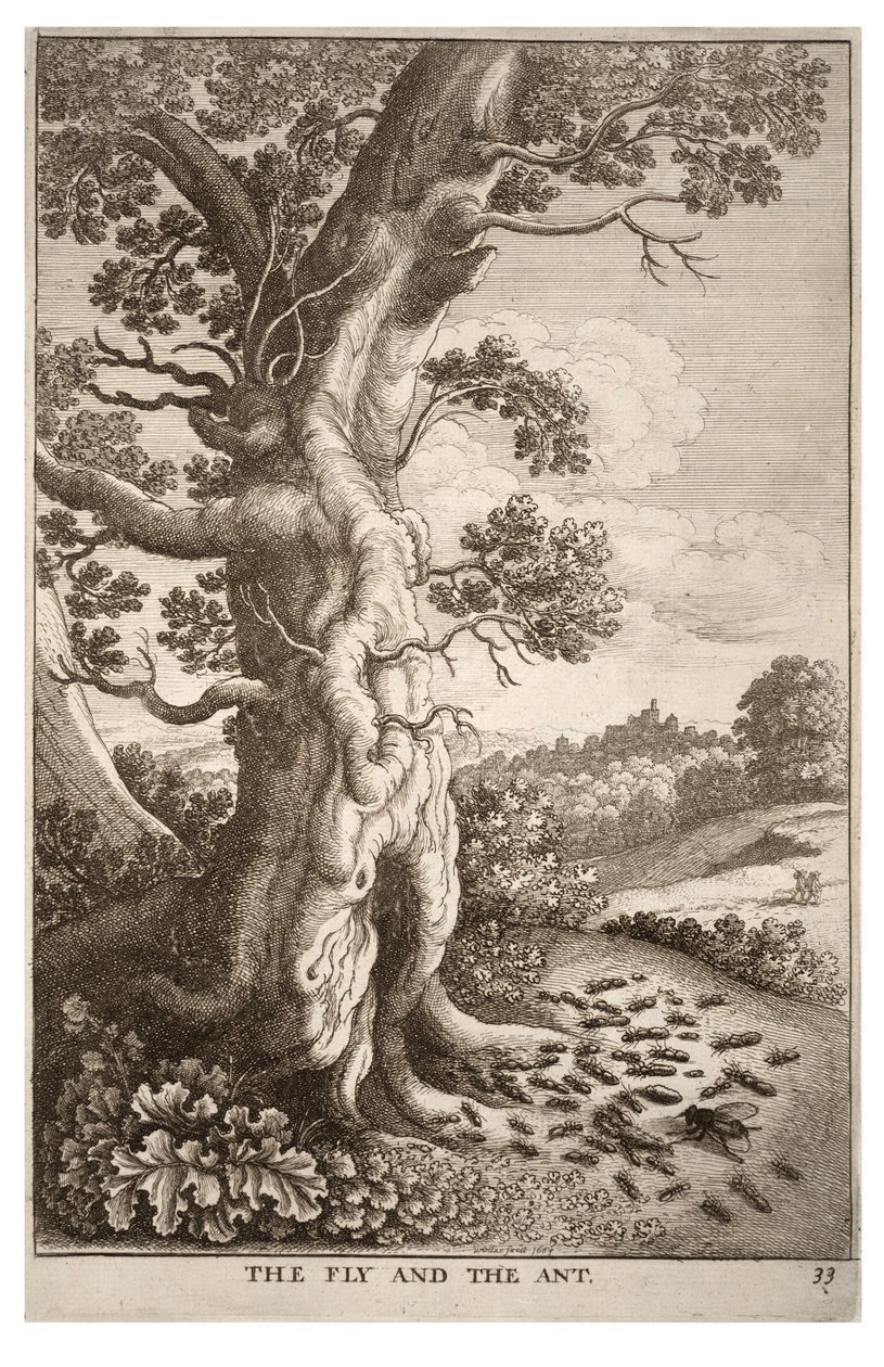Mucha i mrówka autorstwa Wenceslaus Hollar
