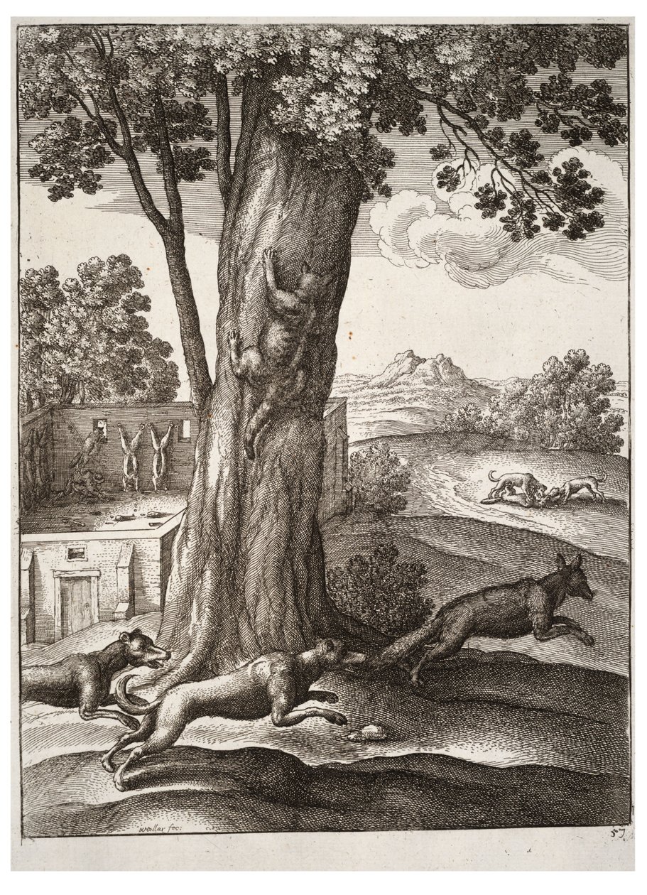 Lis i kot autorstwa Wenceslaus Hollar