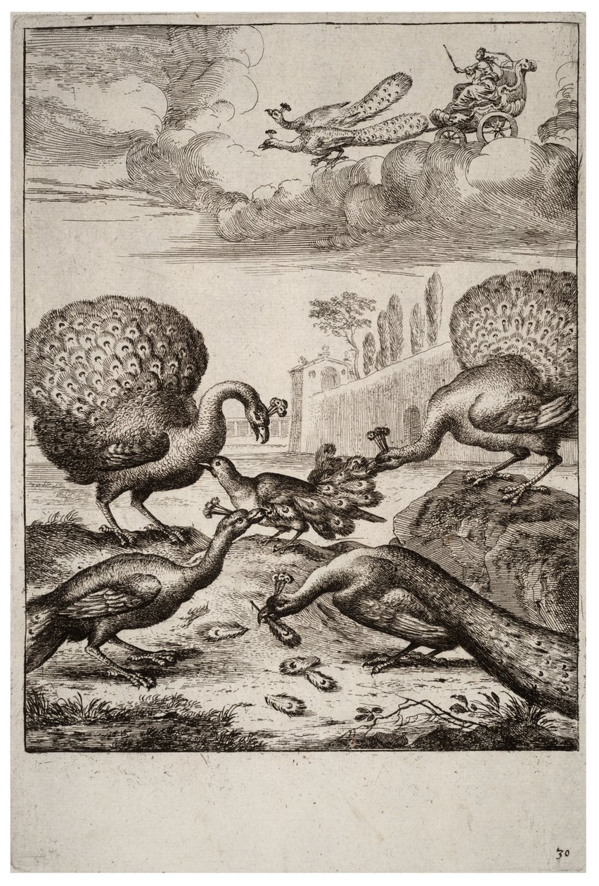 Sójka i pawie autorstwa Wenceslaus Hollar