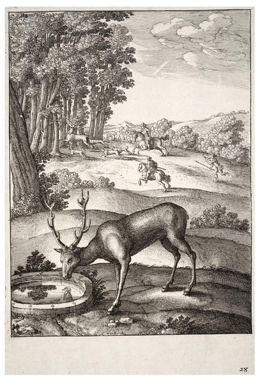 Rogacz. Stan 2 autorstwa Wenceslaus Hollar