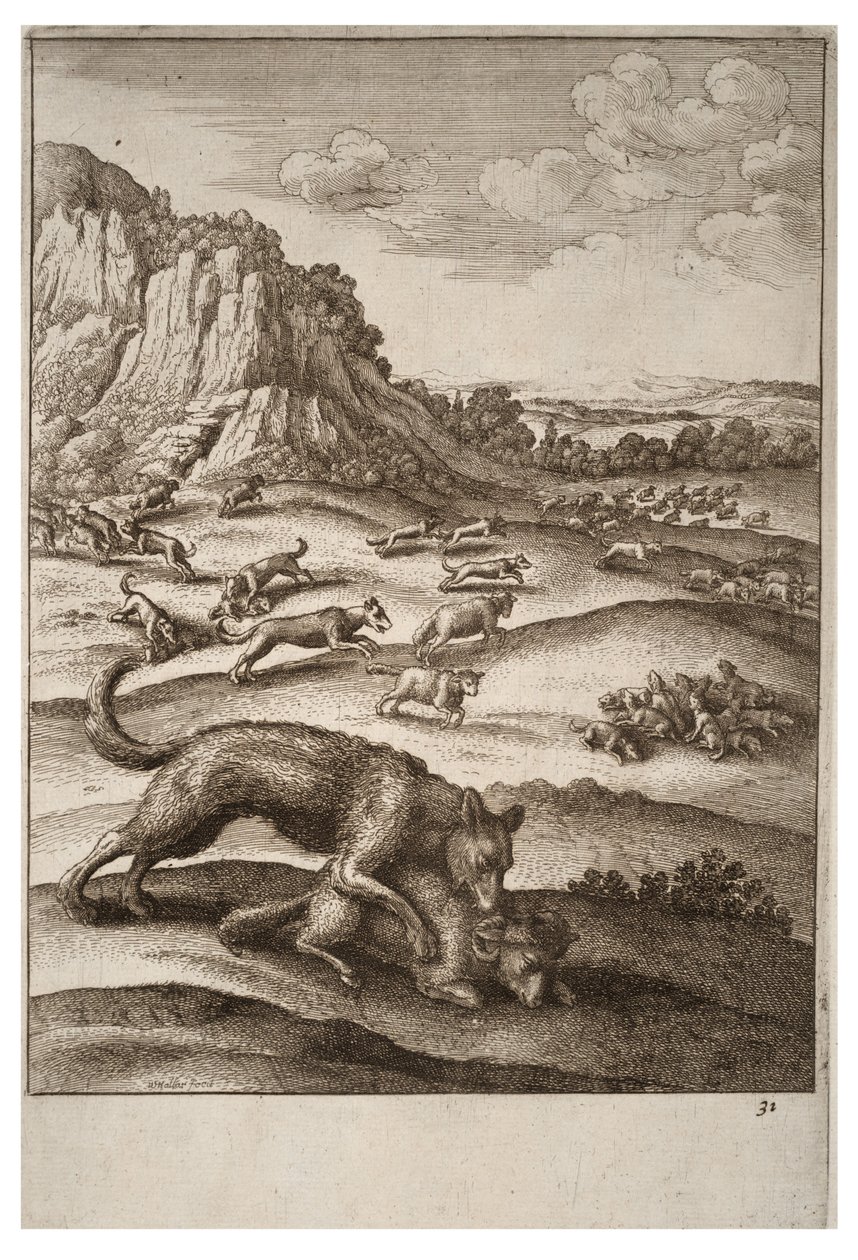 Wilki i owce autorstwa Wenceslaus Hollar