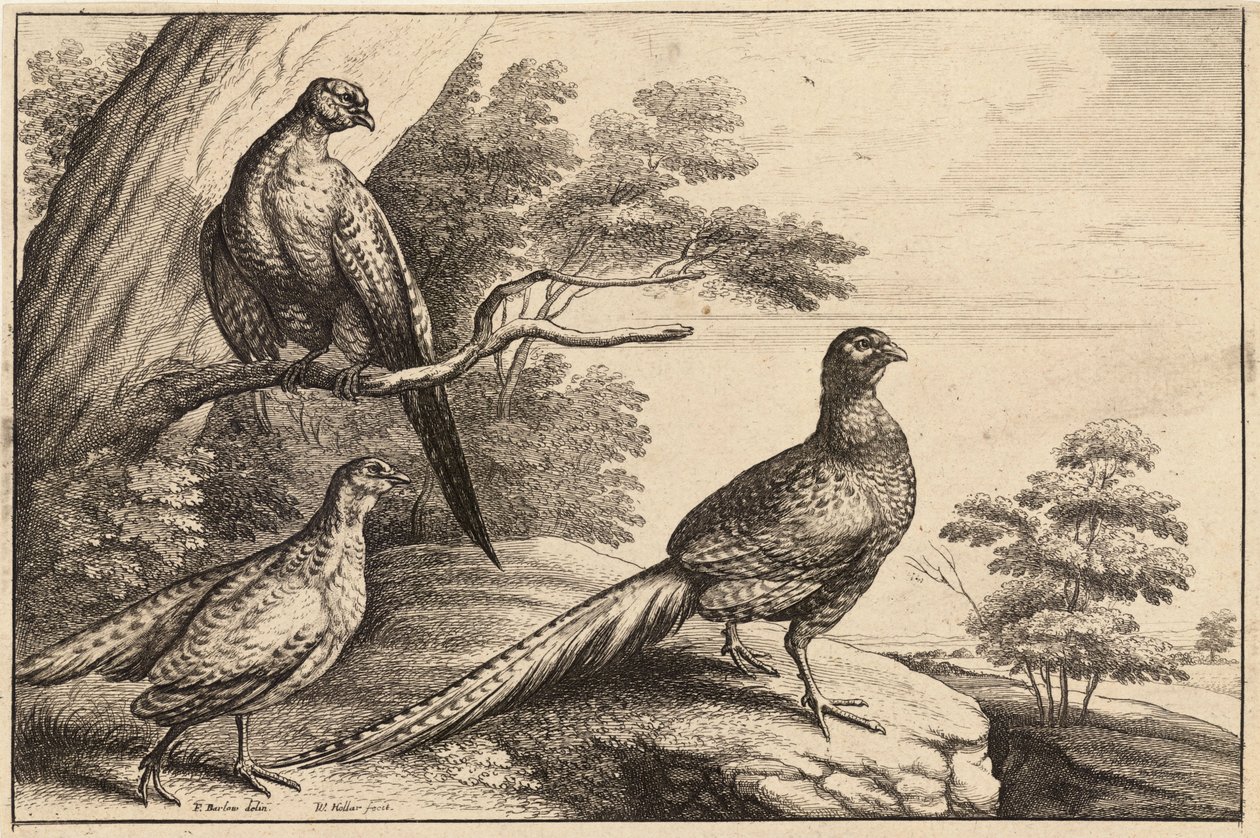Trzy bażanty autorstwa Wenceslaus Hollar