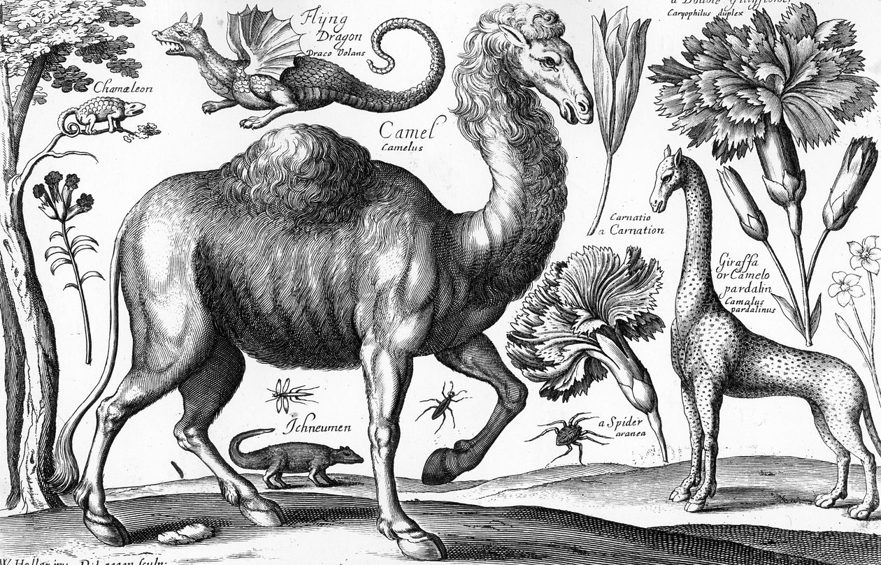 Zwierzęta, dzikie i bestie, grawerowane przez Davida Loggana autorstwa Wenceslaus (after) Hollar