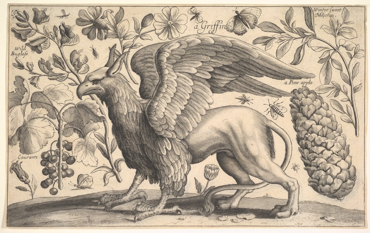 Gryf, 1625-77. autorstwa Wenceslaus Hollar