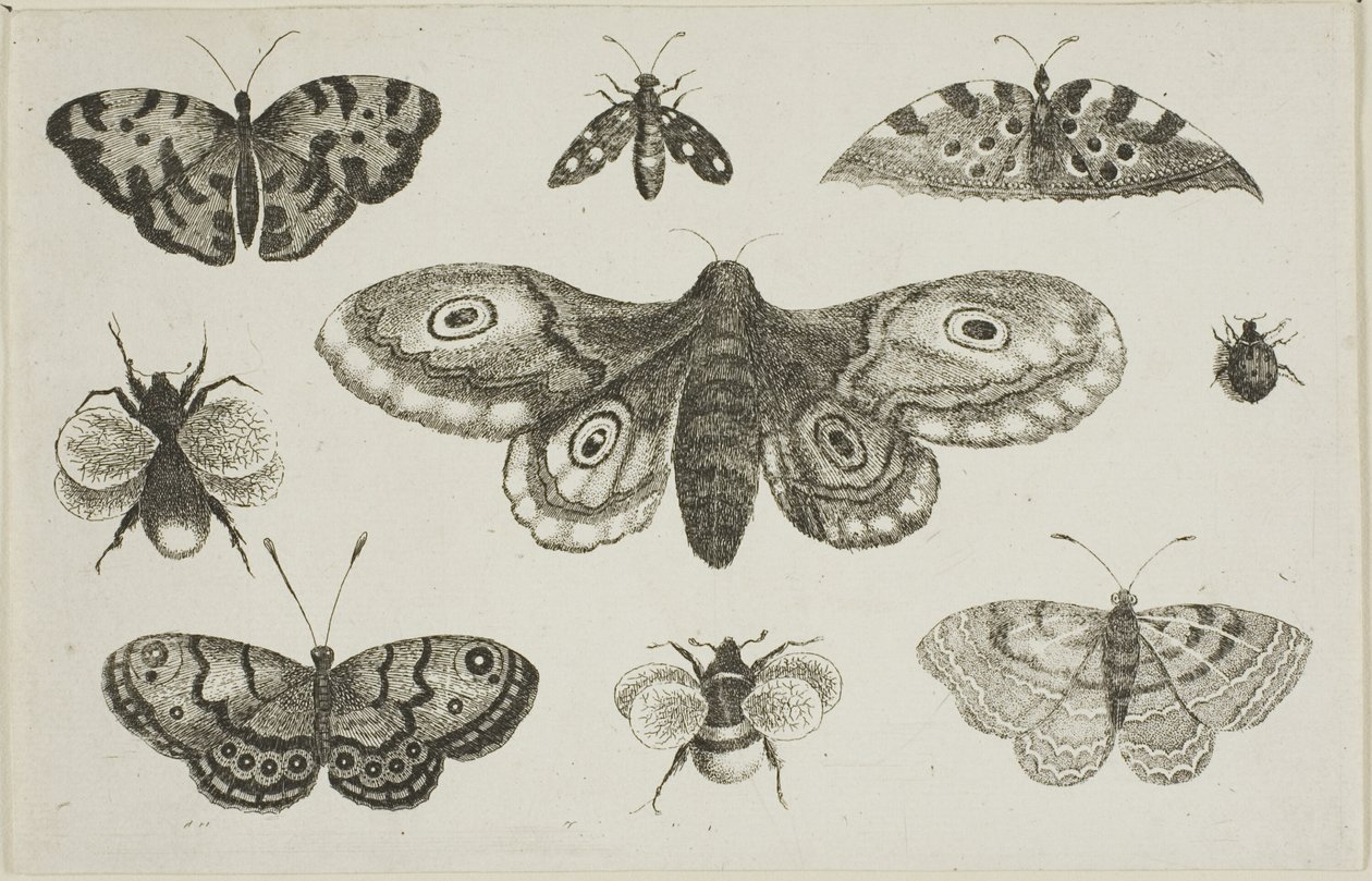 Ćma, motyle i pszczoły autorstwa Wenceslaus Hollar