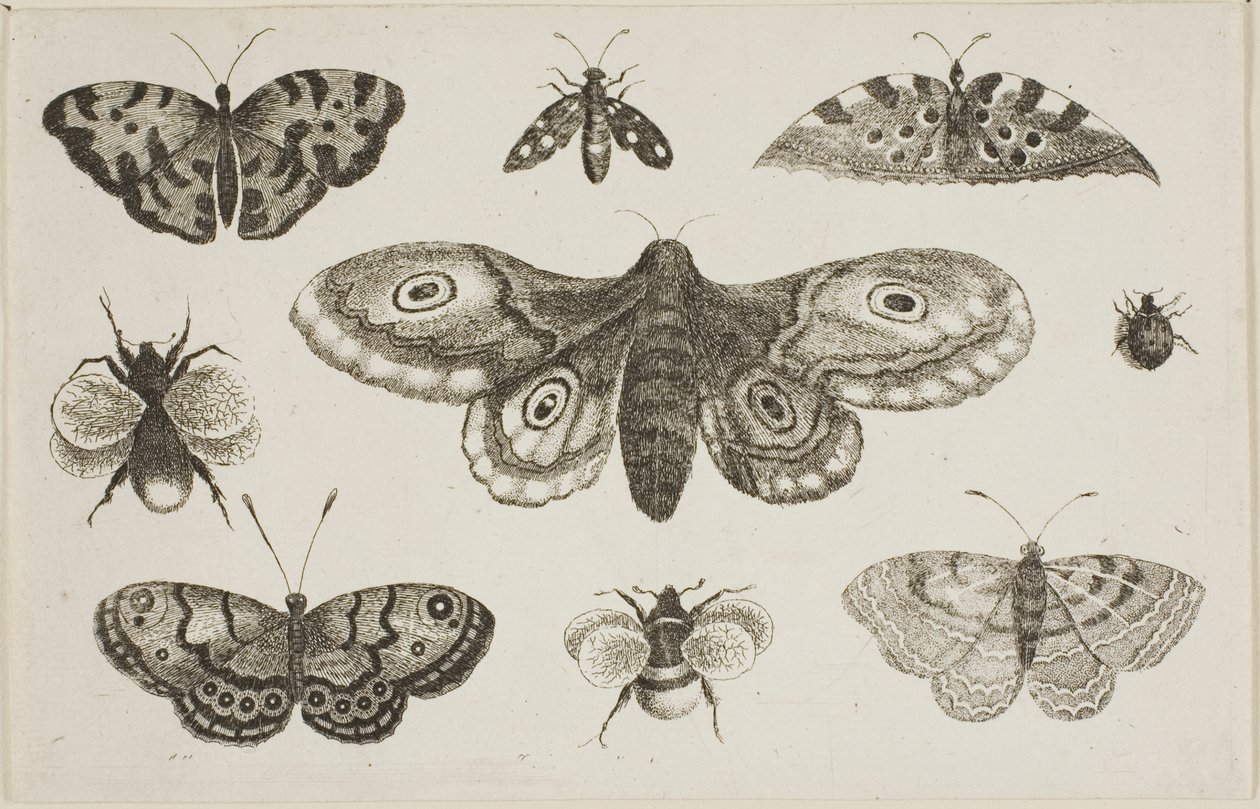 Ćma, motyle i pszczoły autorstwa Wenceslaus Hollar