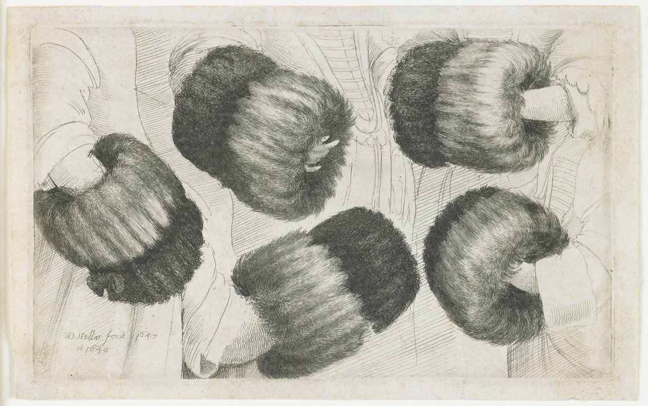 Muff w pięciu odsłonach, 1645-1646 autorstwa Wenceslaus Hollar