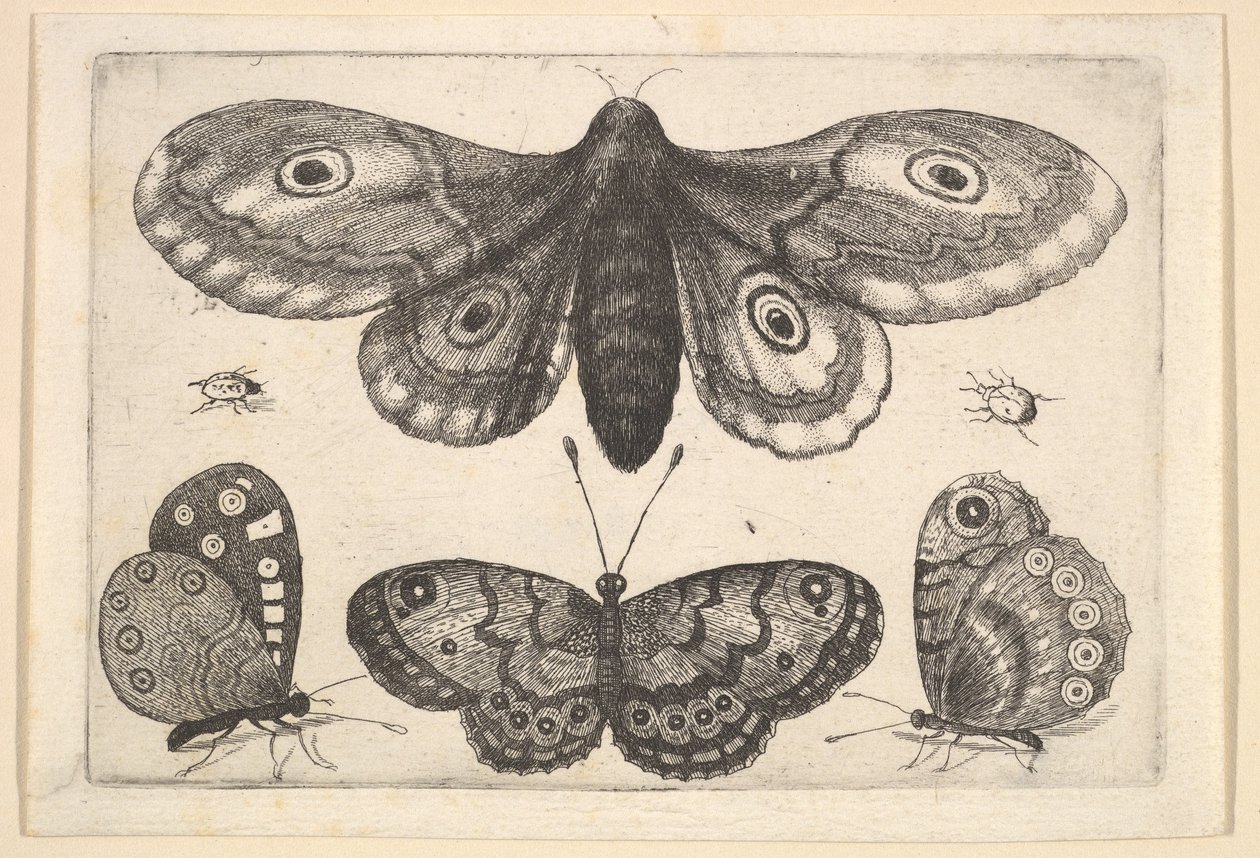 Ćma, trzy motyle i dwa chrząszcze, 1646. autorstwa Wenceslaus Hollar