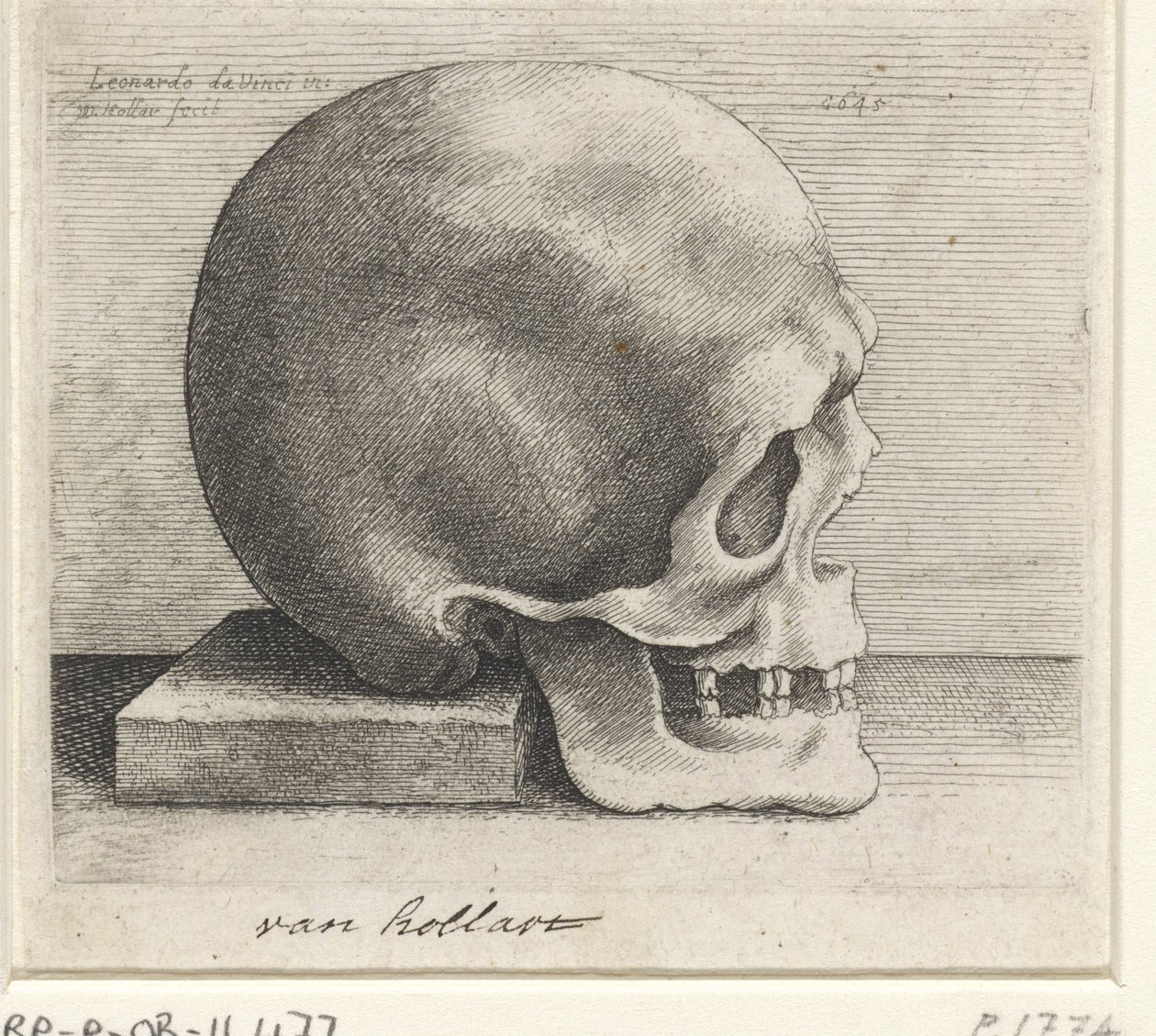 Badanie anatomiczne czaszki autorstwa Wenceslaus Hollar