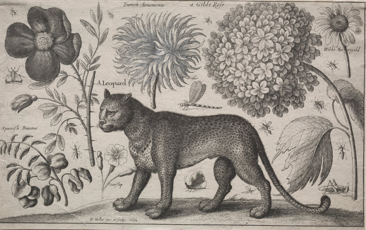 Zwierzęta i rośliny: lampart z roślinami i owadami autorstwa Wenceslaus Hollar