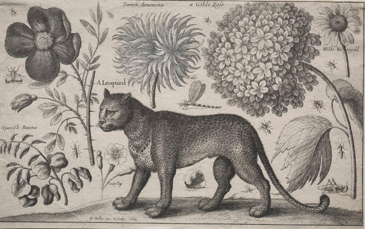 Zwierzęta i rośliny: lampart z roślinami i owadami, 1662. autorstwa Wenceslaus Hollar