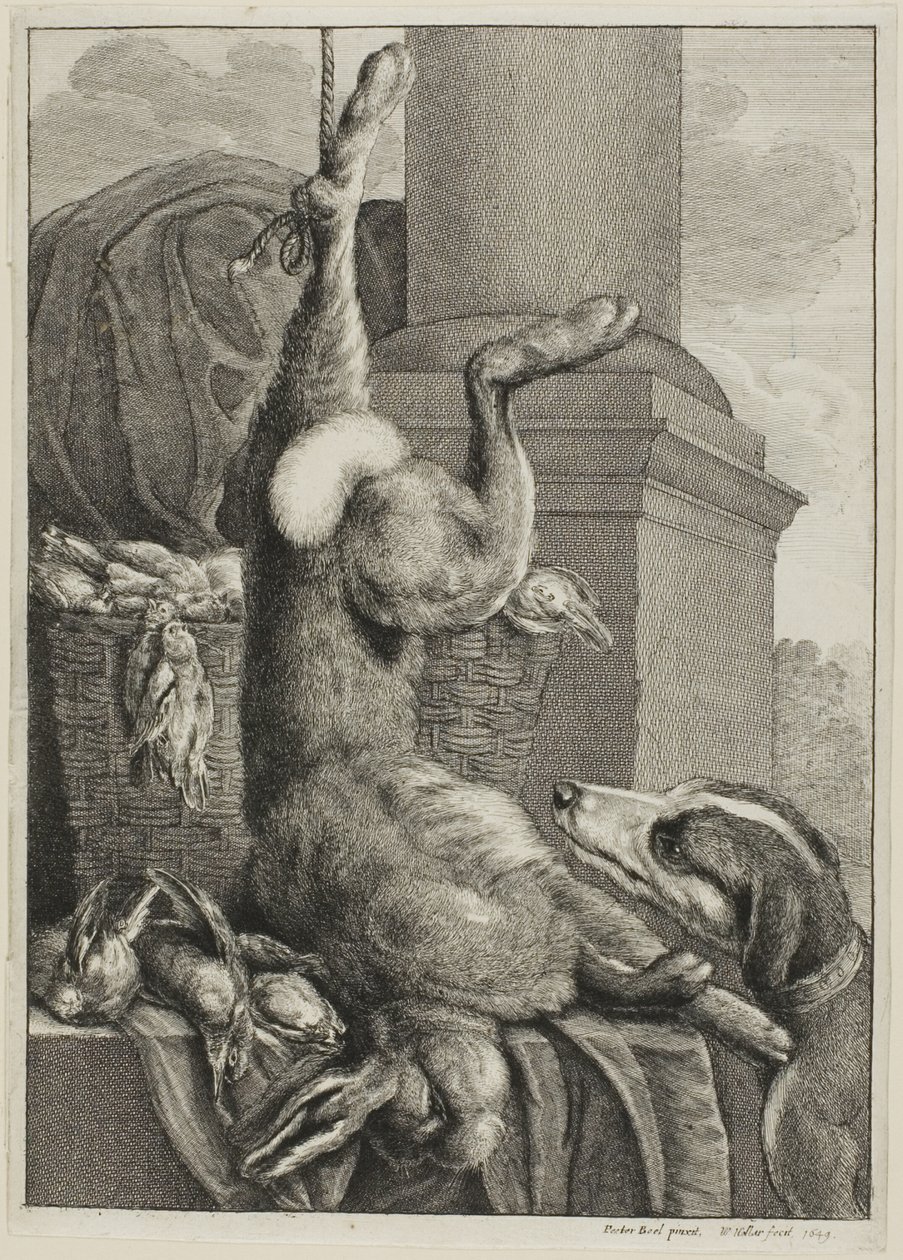 Martwy Zając autorstwa Wenceslaus Hollar