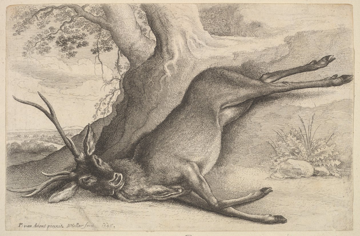 Martwy jeleń, 1646. autorstwa Wenceslaus Hollar