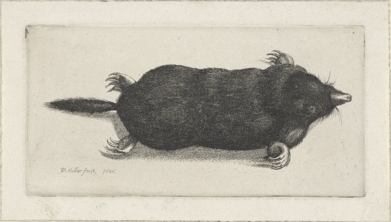 martwy kret autorstwa Wenceslaus Hollar