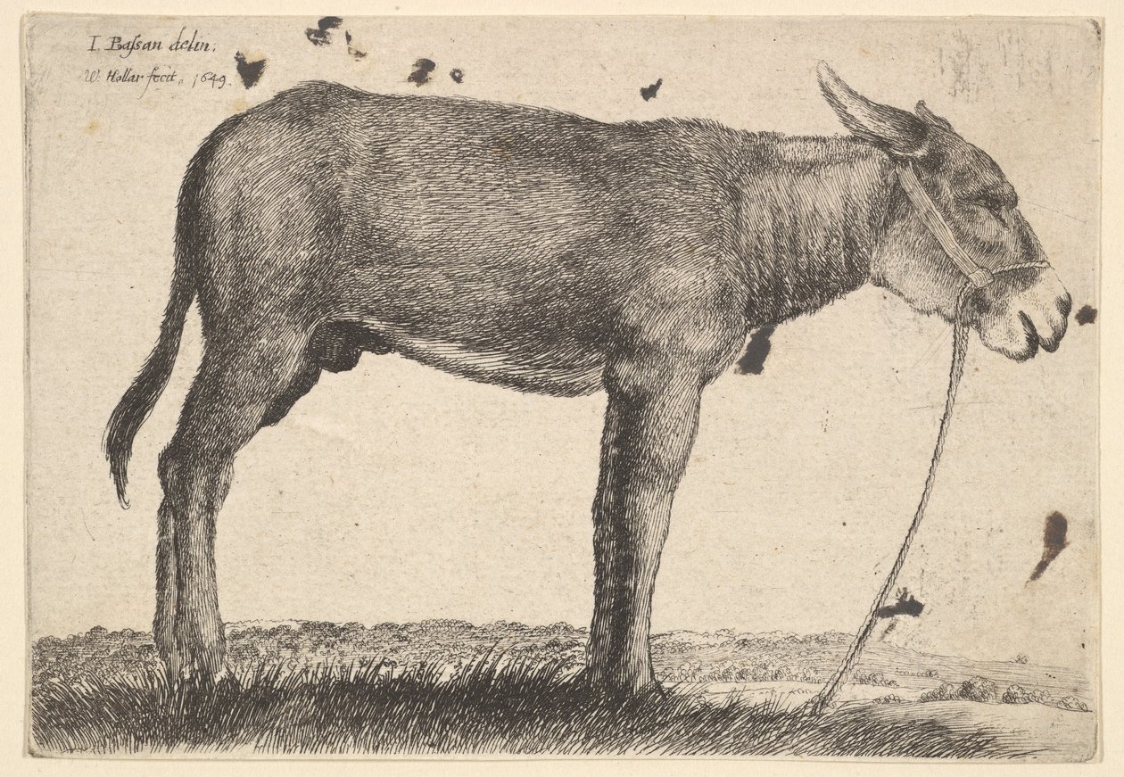 Osioł, 1649. autorstwa Wenceslaus Hollar