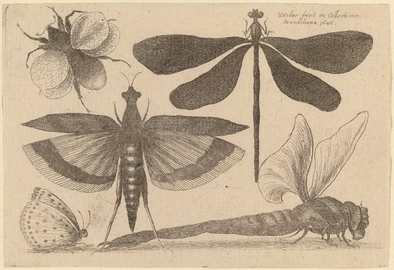 Ważki, trzmiel i motyl autorstwa Wenceslaus Hollar