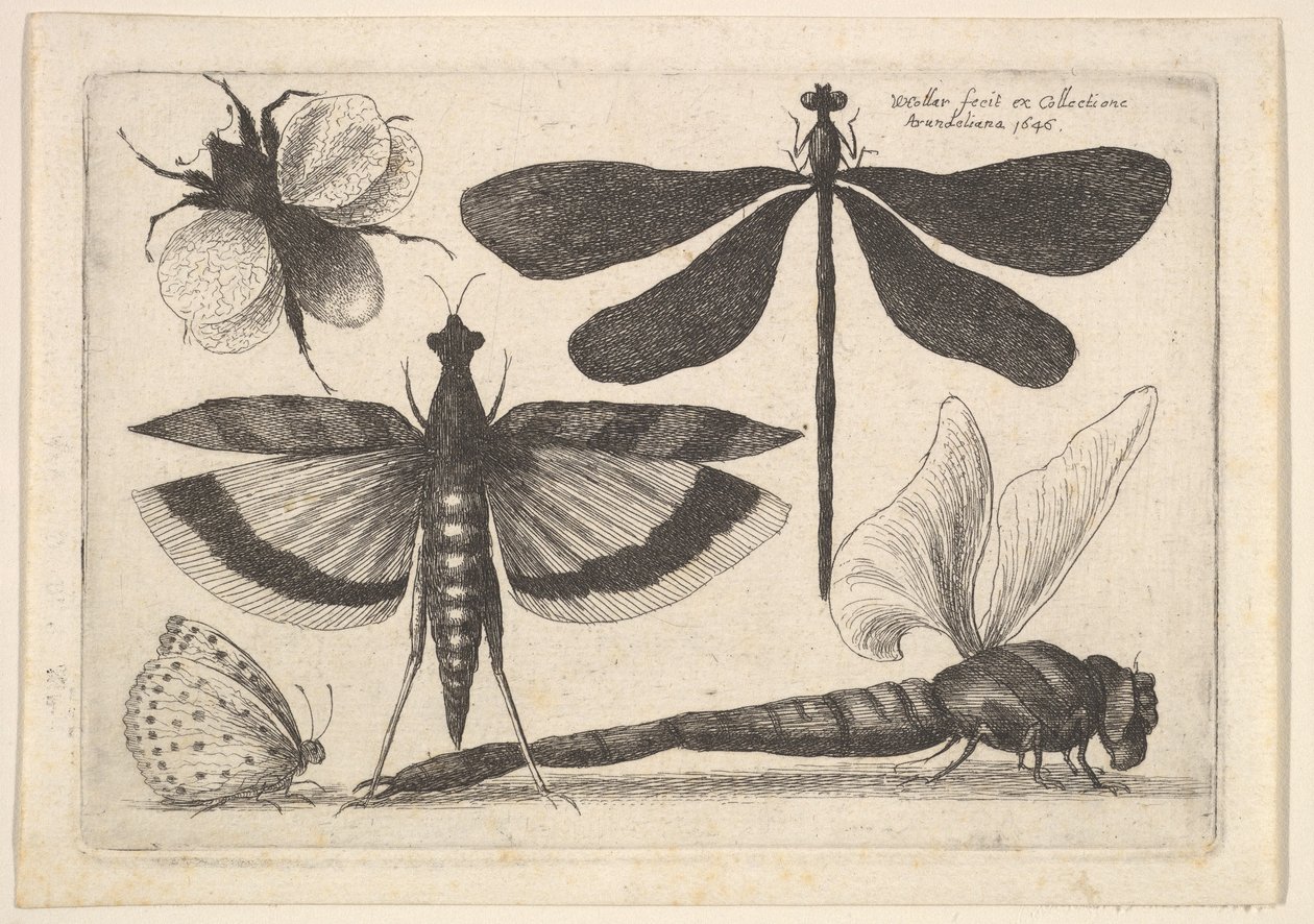 Ważki i trzmiel, 1646. autorstwa Wenceslaus Hollar