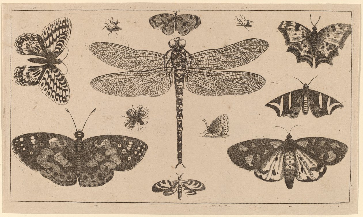Ważka, biedronki i motyle autorstwa Wenceslaus Hollar