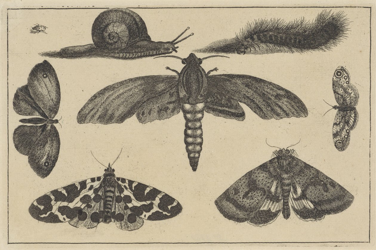 Trzy ćmy, motyle, chrząszcz, ślimak i gąsienica Różne owady (tytuł serii) Diversae Insectorum (tytuł serii) autorstwa Wenceslaus Hollar