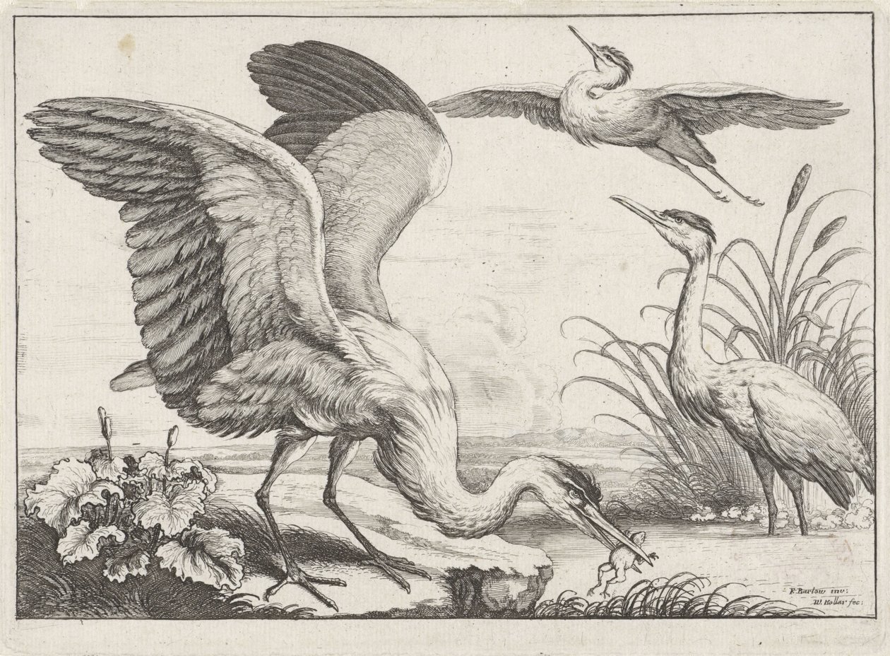 trzy czaple Gatunki Diversae avium (tytuł serii) Różne ptaki (tytuł serii) autorstwa Wenceslaus Hollar