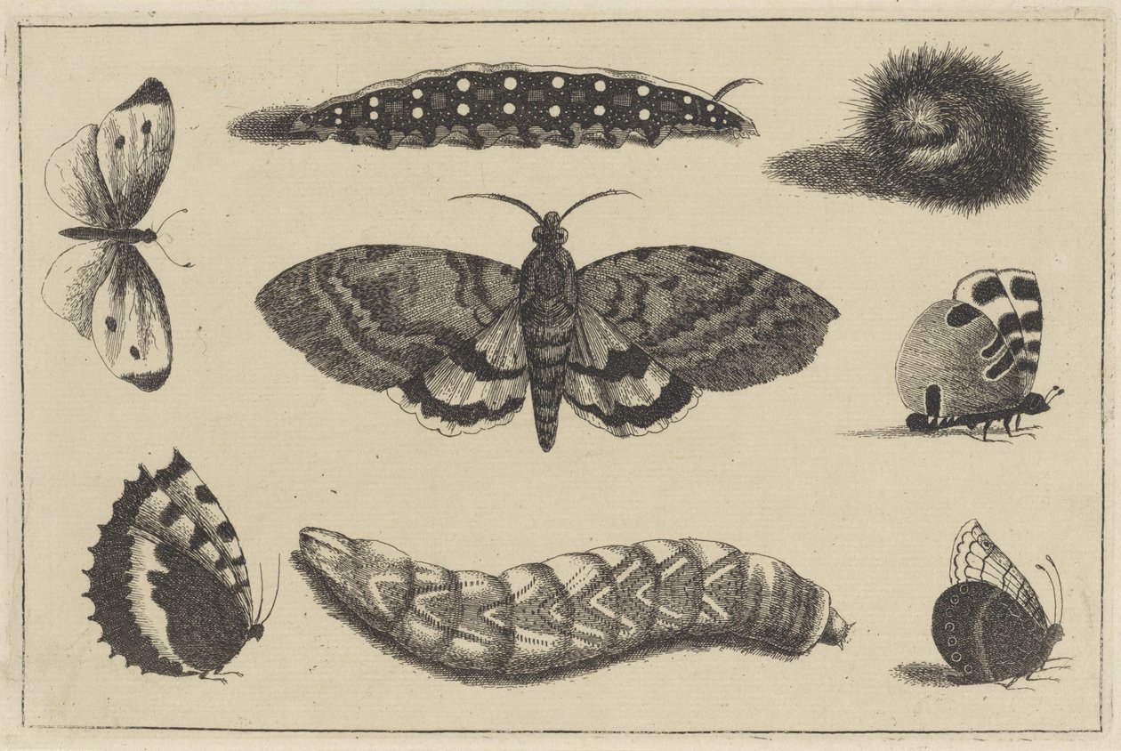 Trzy gąsienice, ćma i cztery motyle Różne owady (tytuł serii) Diversae Insectorum (tytuł serii) autorstwa Wenceslaus Hollar