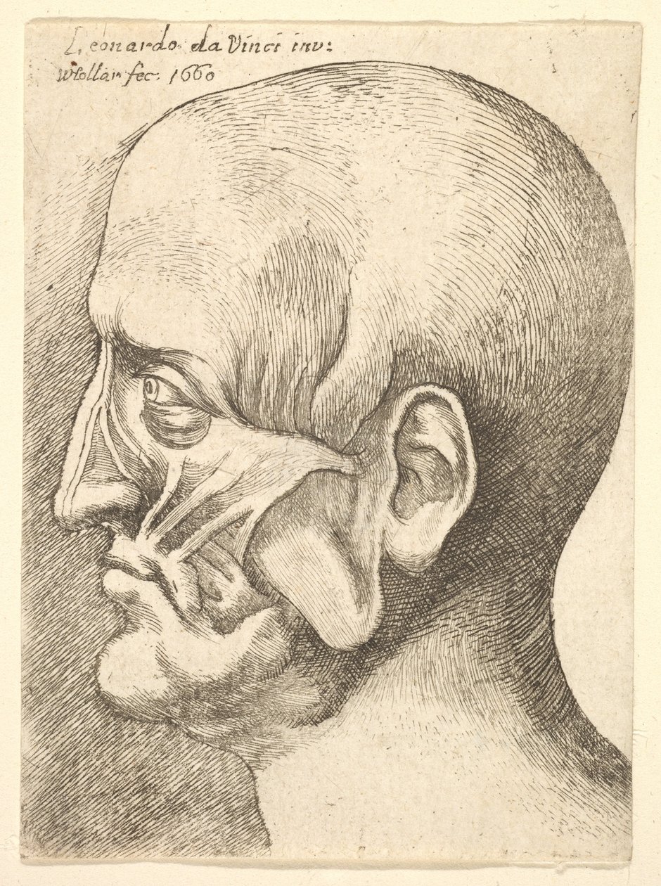 Ecorche głowa mężczyzny z profilu po lewej, 1660. autorstwa Wenceslaus Hollar