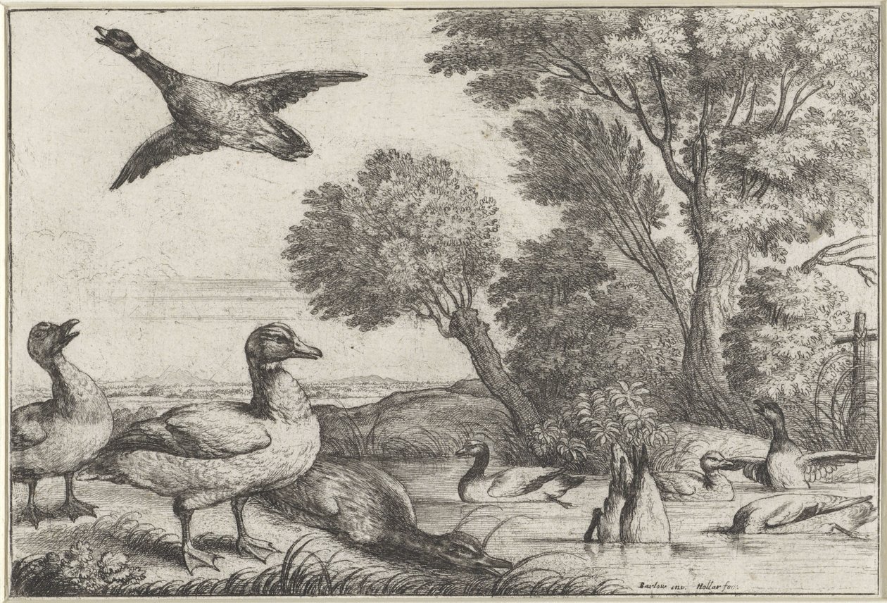 kaczki Gatunki Diversae avium (tytuł serii) Różne ptaki (tytuł serii) autorstwa Wenceslaus Hollar