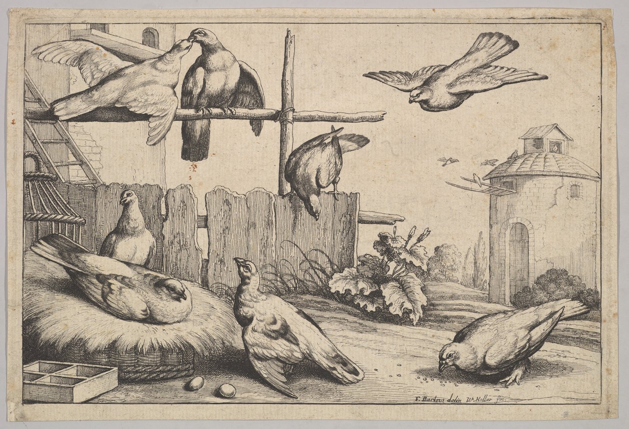 Osiem gołębi, 1625-77. autorstwa Wenceslaus Hollar