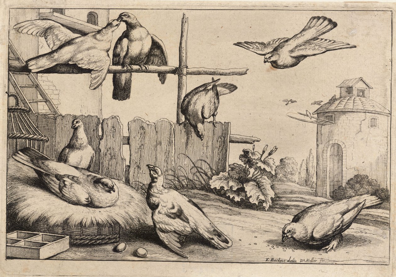 Osiem gołębi. Stan 1 autorstwa Wenceslaus Hollar