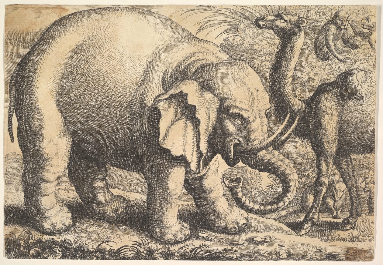 Słoń i Wielbłąd, XVII wiek . autorstwa Wenceslaus Hollar