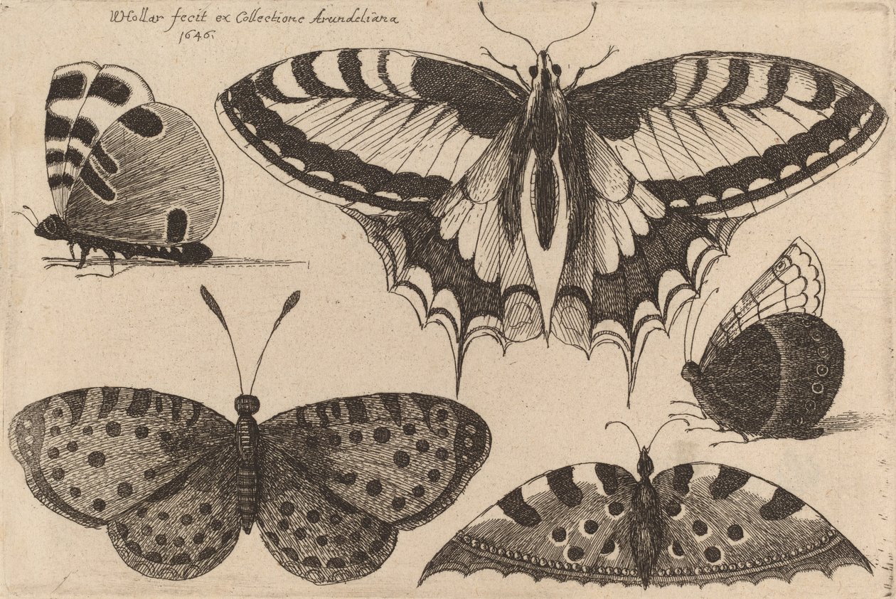 Pięć motyli, 1646. autorstwa Wenceslaus Hollar