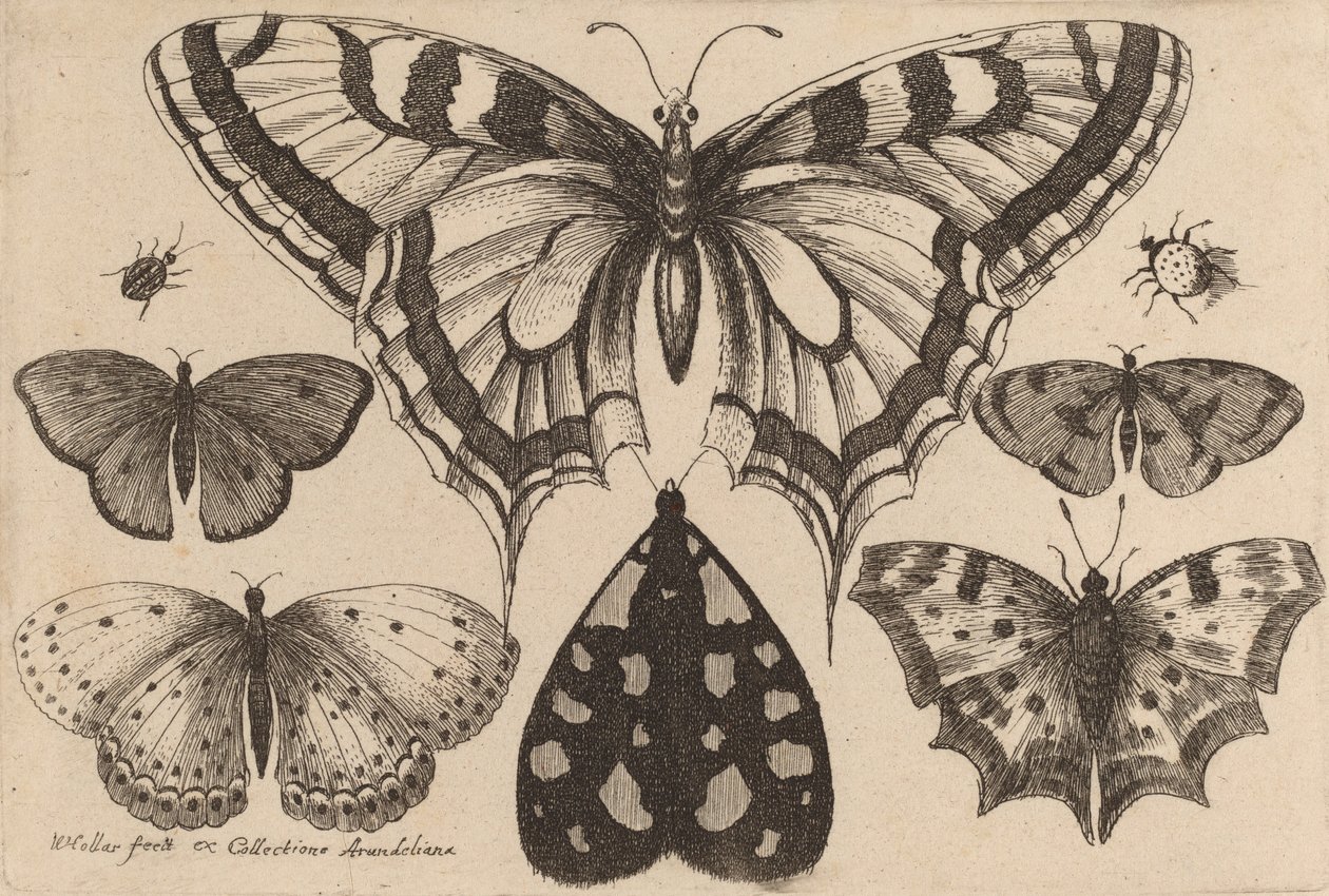 Pięć motyli, ćma i dwa chrząszcze, 1646. autorstwa Wenceslaus Hollar
