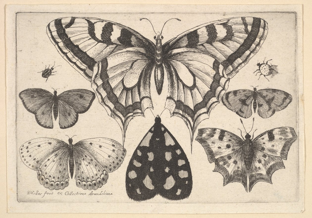 Pięć motyli, ćma i dwa chrząszcze, 1646. autorstwa Wenceslaus Hollar
