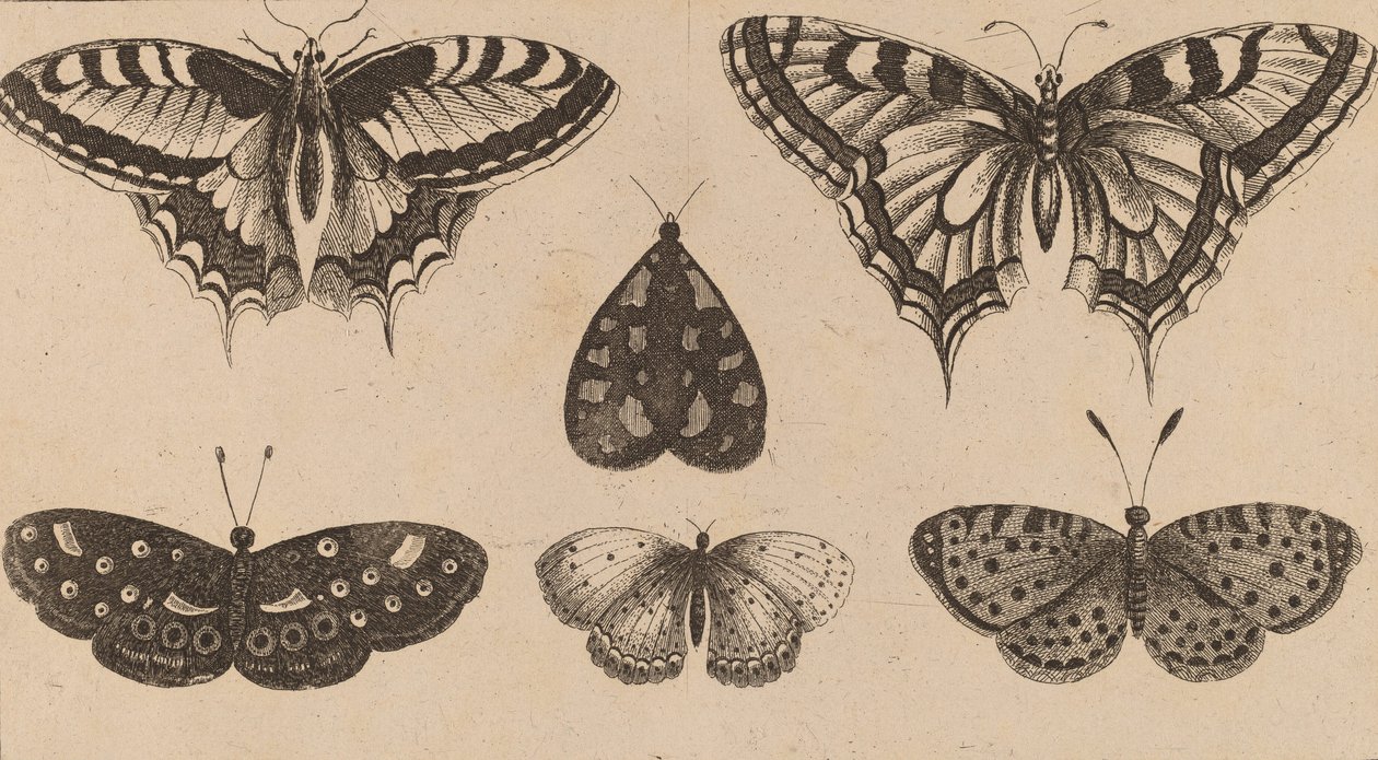 Pięć motyli i ćma. autorstwa Wenceslaus Hollar