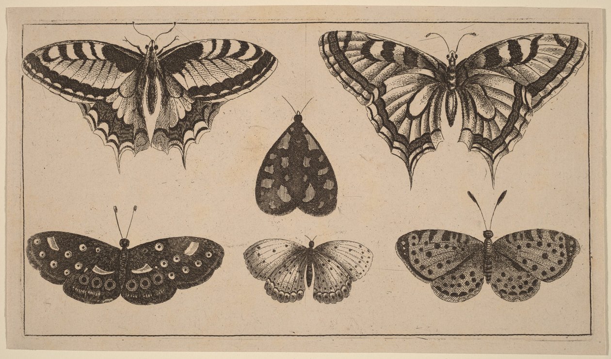 Pięć motyli i ćma autorstwa Wenceslaus Hollar