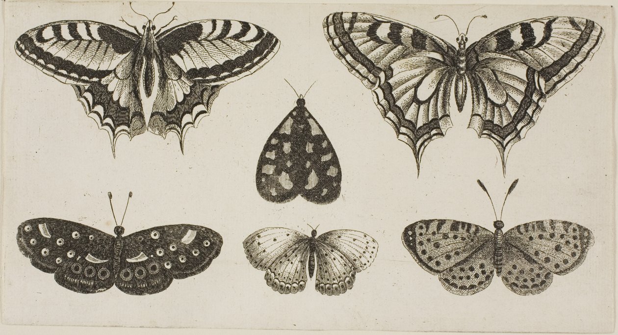 Pięć motyli i ćma autorstwa Wenceslaus Hollar