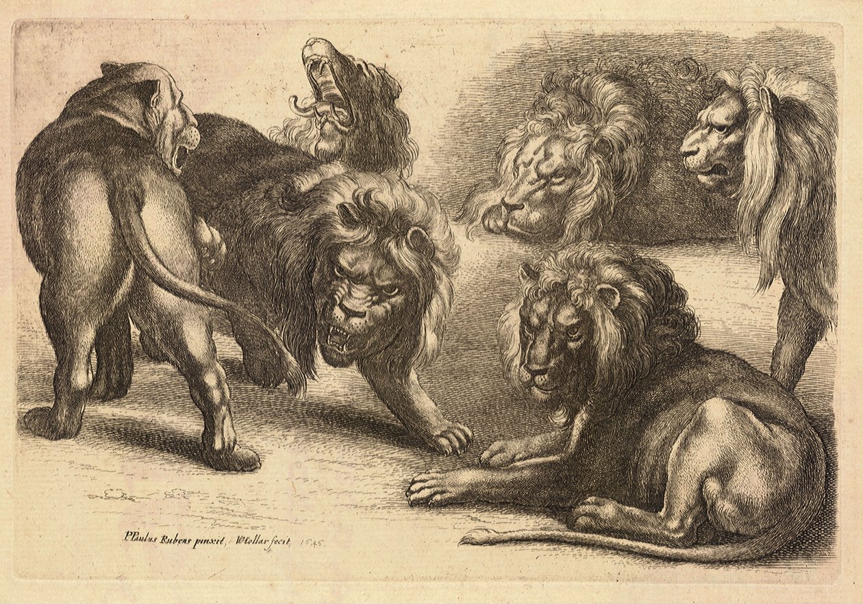 Pięć lwów i lwica według Rubensa autorstwa Wenceslaus Hollar