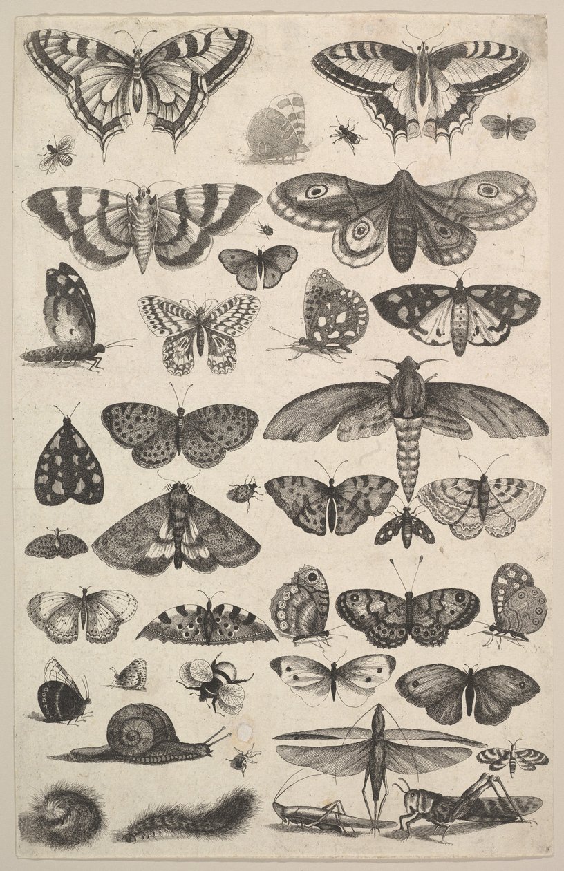 Czterdzieści jeden owadów, w tym ćmy i motyle, 1625-77. autorstwa Wenceslaus Hollar