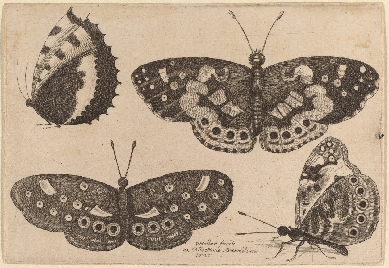 Cztery motyle autorstwa Wenceslaus Hollar