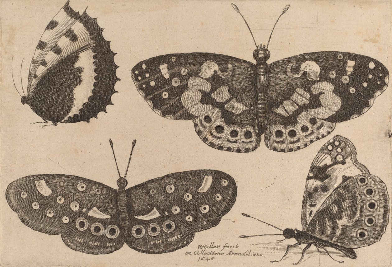 Cztery motyle, 1646. autorstwa Wenceslaus Hollar
