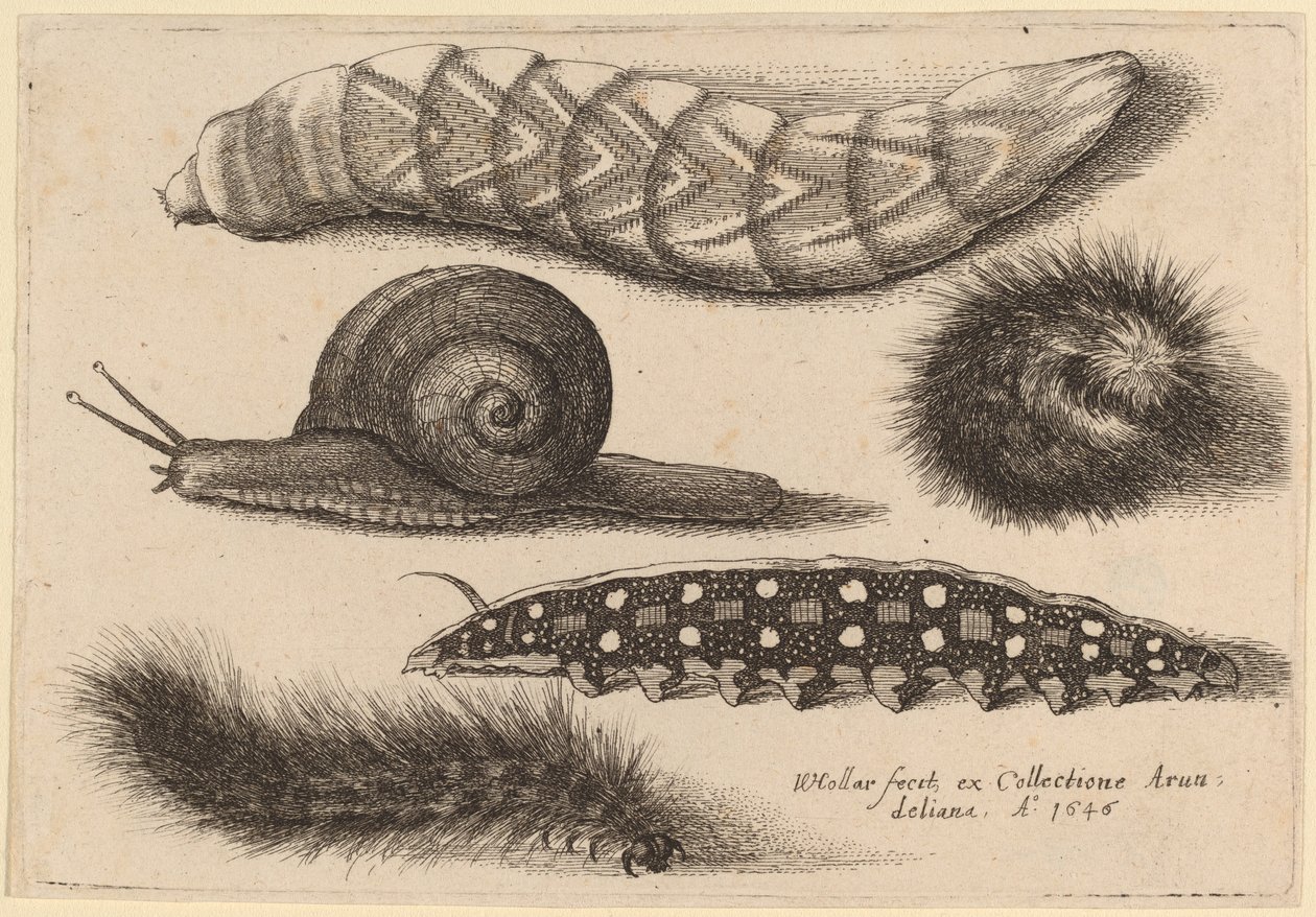 Cztery gąsienice i ślimak autorstwa Wenceslaus Hollar