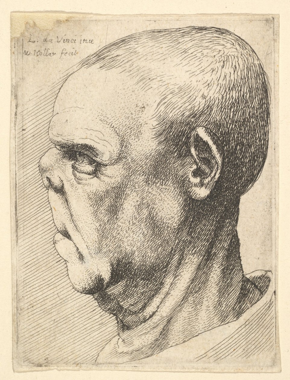 Groteskowy starzec ze spłaszczonym nosem z profilu po lewej, 1625-77. autorstwa Wenceslaus Hollar