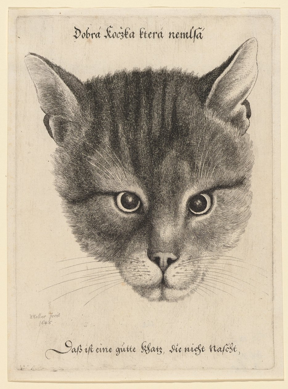 Głowa kota, średni rozmiar autorstwa Wenceslaus Hollar