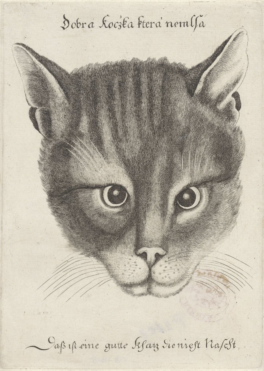 Głowa kota autorstwa Wenceslaus Hollar