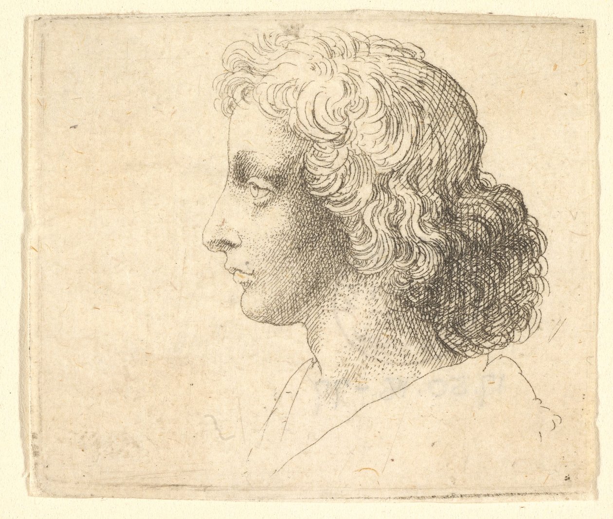 Głowa młodego mężczyzny z długimi włosami z profilu po lewej, 1644-52. autorstwa Wenceslaus Hollar