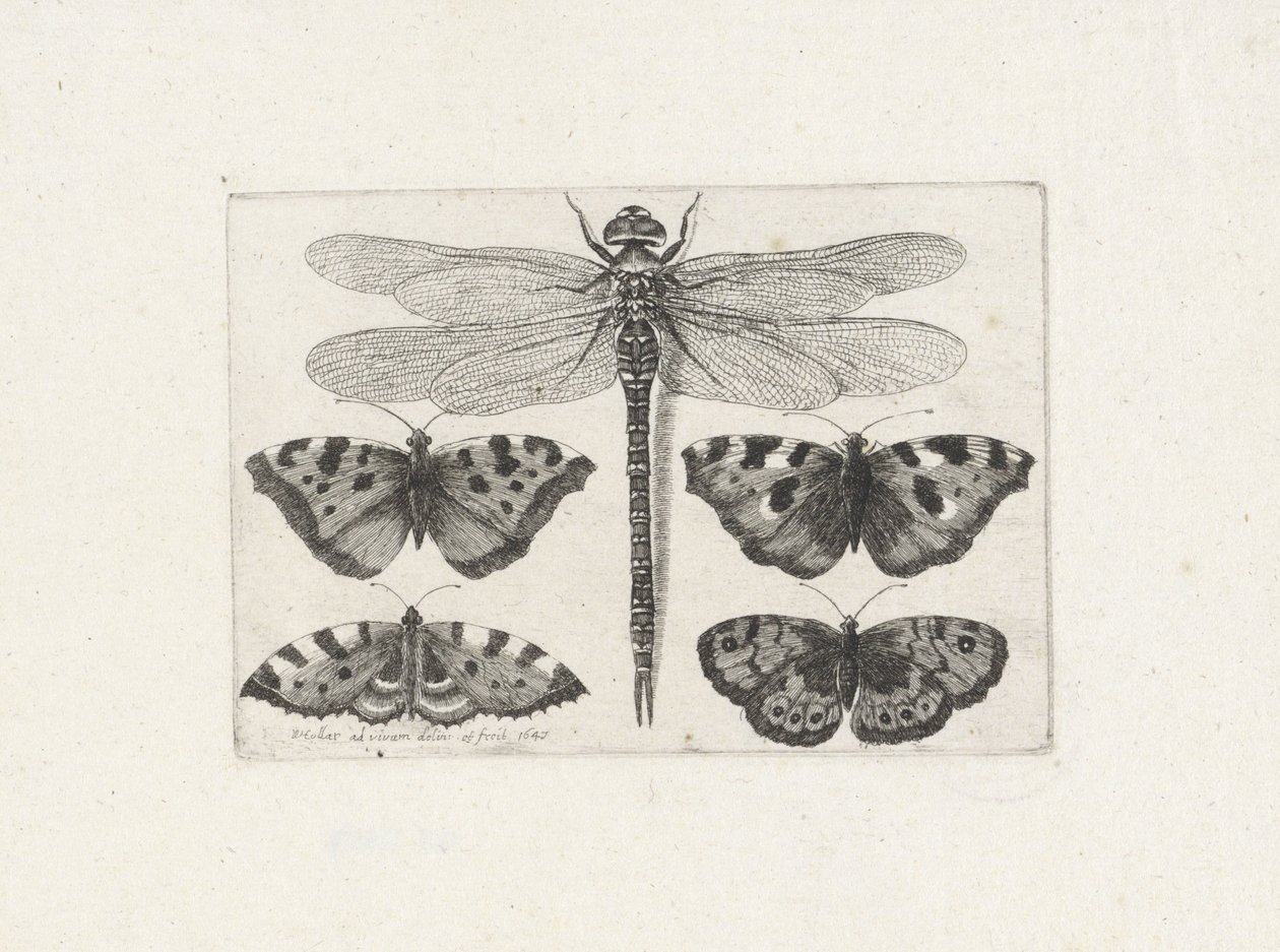 Ważka i cztery motyle autorstwa Wenceslaus Hollar