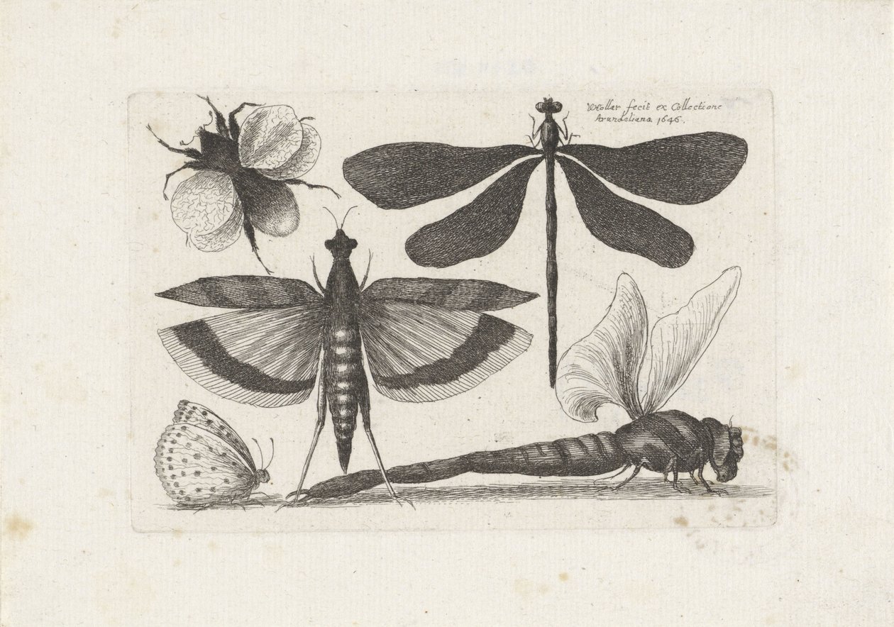 Ważki, motyl i trzmiel Owady (tytuł serii) Muscarum Scarabeorum (tytuł serii) autorstwa Wenceslaus Hollar