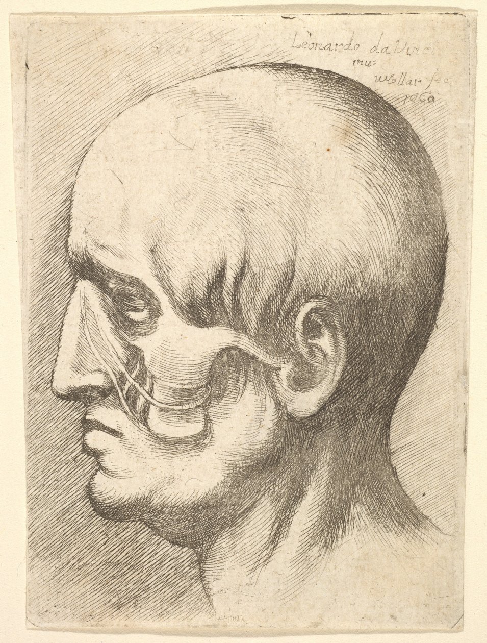 Głowa mężczyzny z profilu po lewej stronie z odsłoniętymi mięśniami, 1660. autorstwa Wenceslaus Hollar